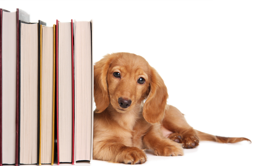 Startcursus 'Samen Sterk Starten' - Hond met boeken
