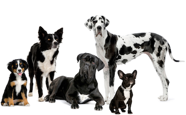 Vervolgcursus 'Gehoorzaamheid' - Honden-1