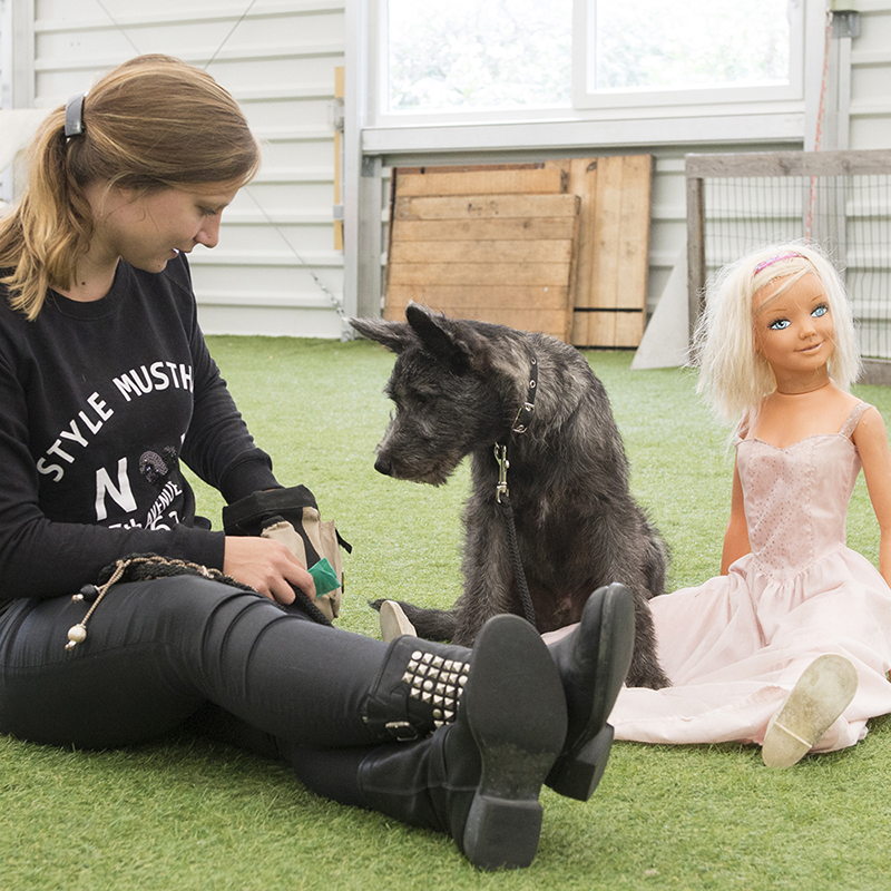 Puppycursus 'Puppy Stuif In' - Socialisatie