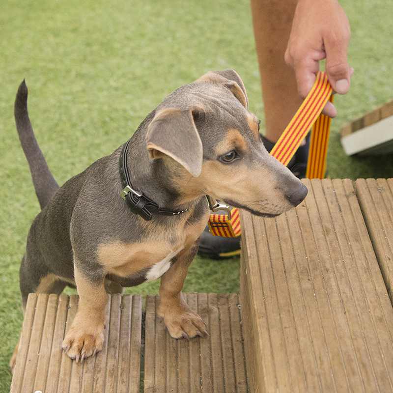 Puppycursus 'Puppy Stuif In' - Trap