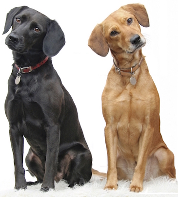Basiscursus 'Oog voor Honden' - Honden