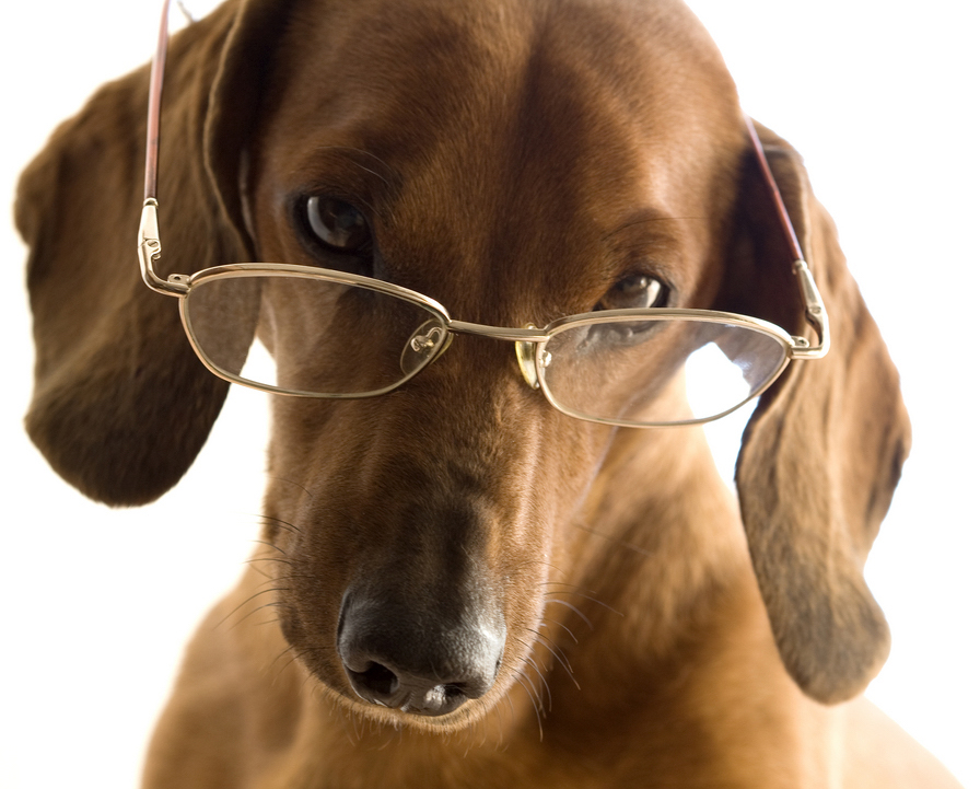Privé-Lessen: Hond