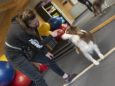 K9-Fitness: Foto-1