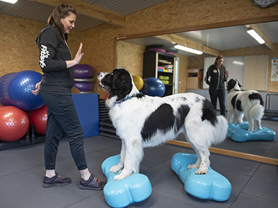 K9-Fitness: Foto-2
