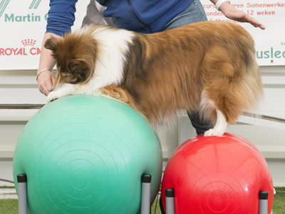 K9-Fitness: Foto-3