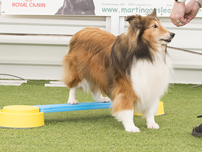 K9-Fitness: Foto-4