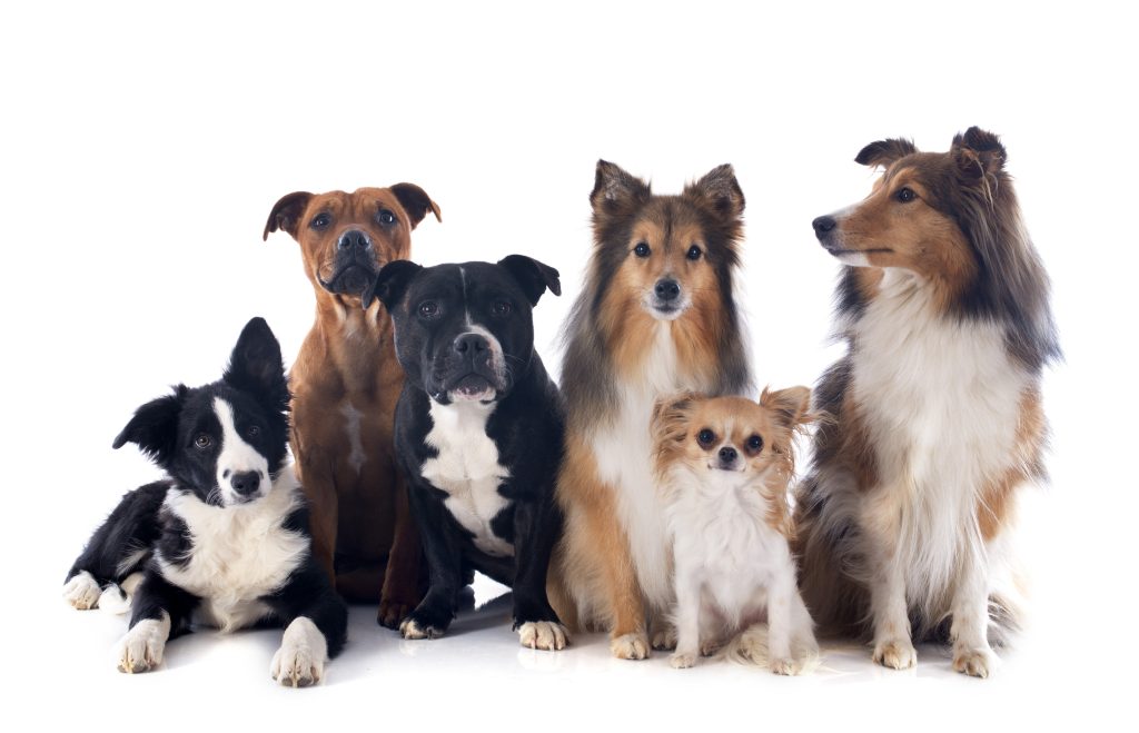 Vervolgcursus 'Gehoorzaamheid' - Honden-2