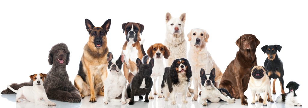 Vervolgcursus 'Gehoorzaamheid' - Honden-3