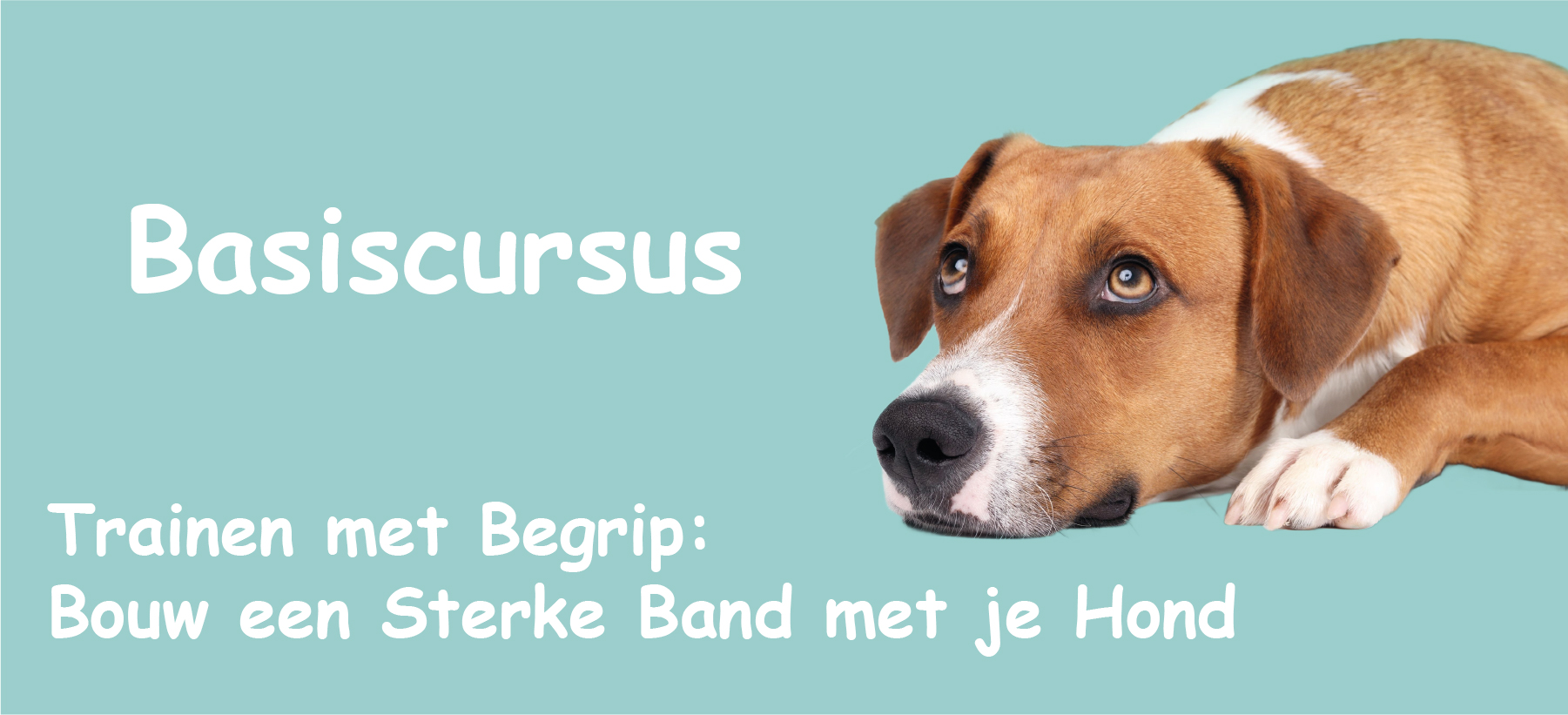 Banner: Basiscursus 'Oog voor Honden'
