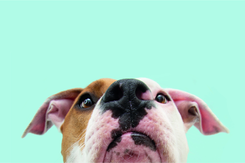 Detectie - Hond