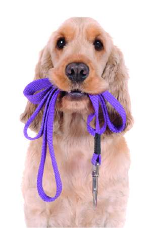 Startcursus 'Samen Sterk Starten' - Hond met riem