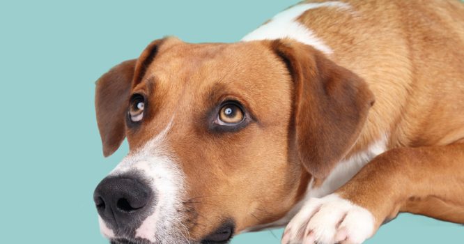 Basiscursus 'Oog voor Honden'