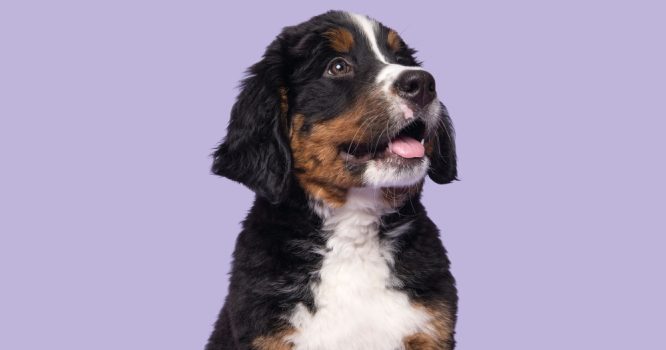 Puppycursus 'Puppy Stuif In'