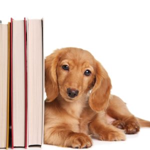 Startcursus 'Samen Sterk Starten' - Hond met boeken