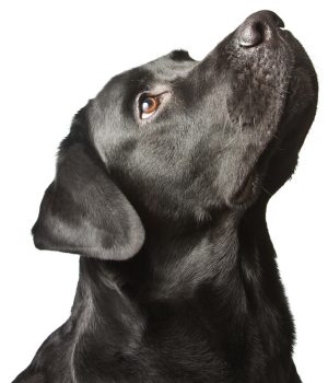 Wag'y Tail - Hondenschool Leopoldsburg - Hond