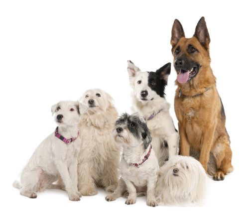 Vervolgcursus 'Sociale Huishond' - Honden